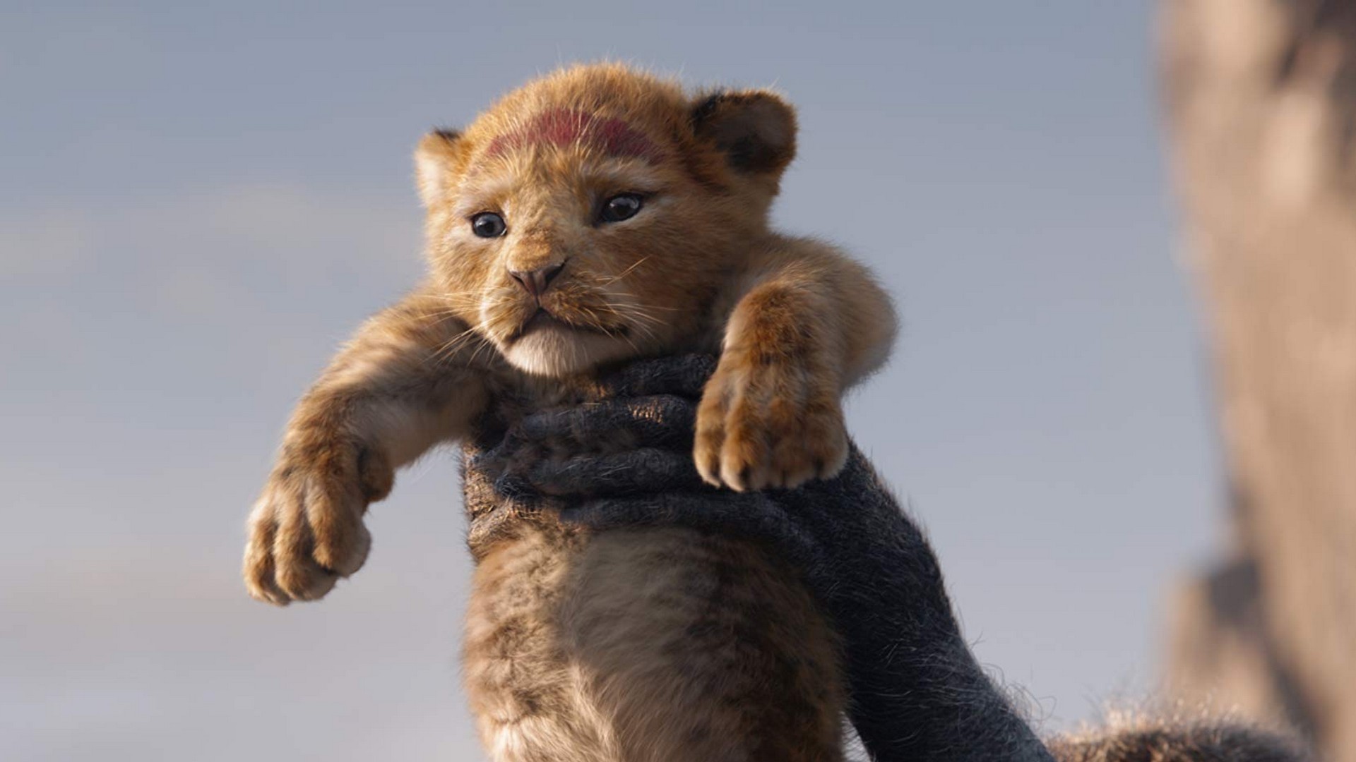 The Lion King 2019 Movie Wallpaper with high-resolution 1920x1080 pixel. You can use this poster wallpaper for your Desktop Computers, Mac Screensavers, Windows Backgrounds, iPhone Wallpapers, Tablet or Android Lock screen and another Mobile device